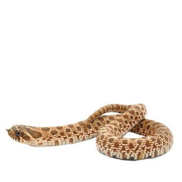 Western Hognose Snake